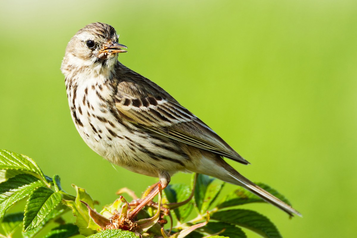 Meadow Pipit - ML620702651