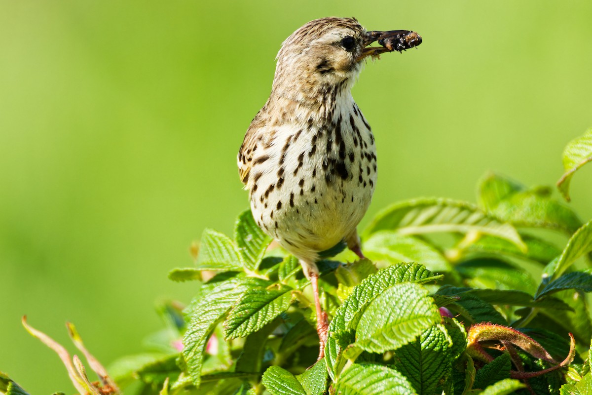 Meadow Pipit - ML620702652