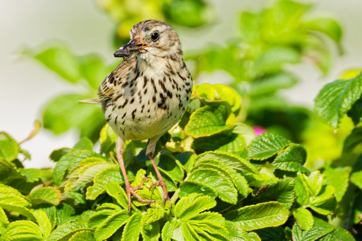 Meadow Pipit - ML620702653