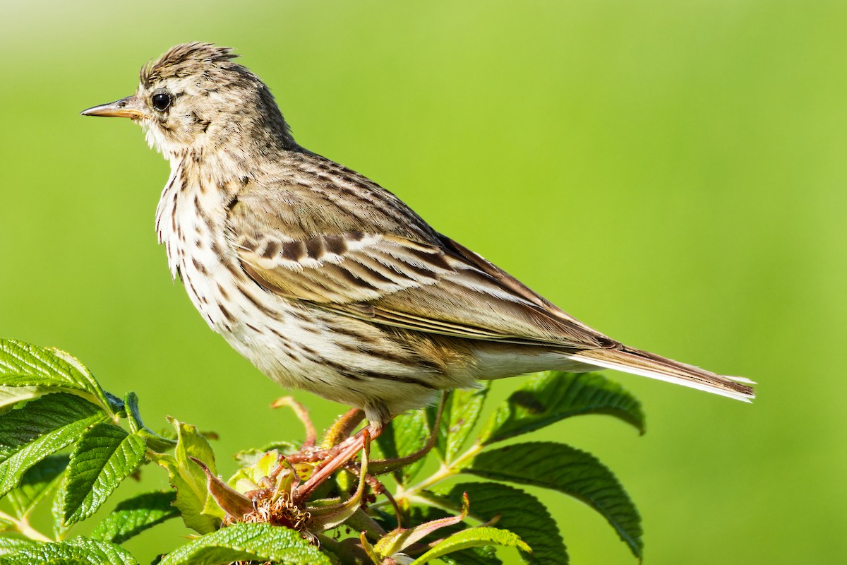Meadow Pipit - ML620702655