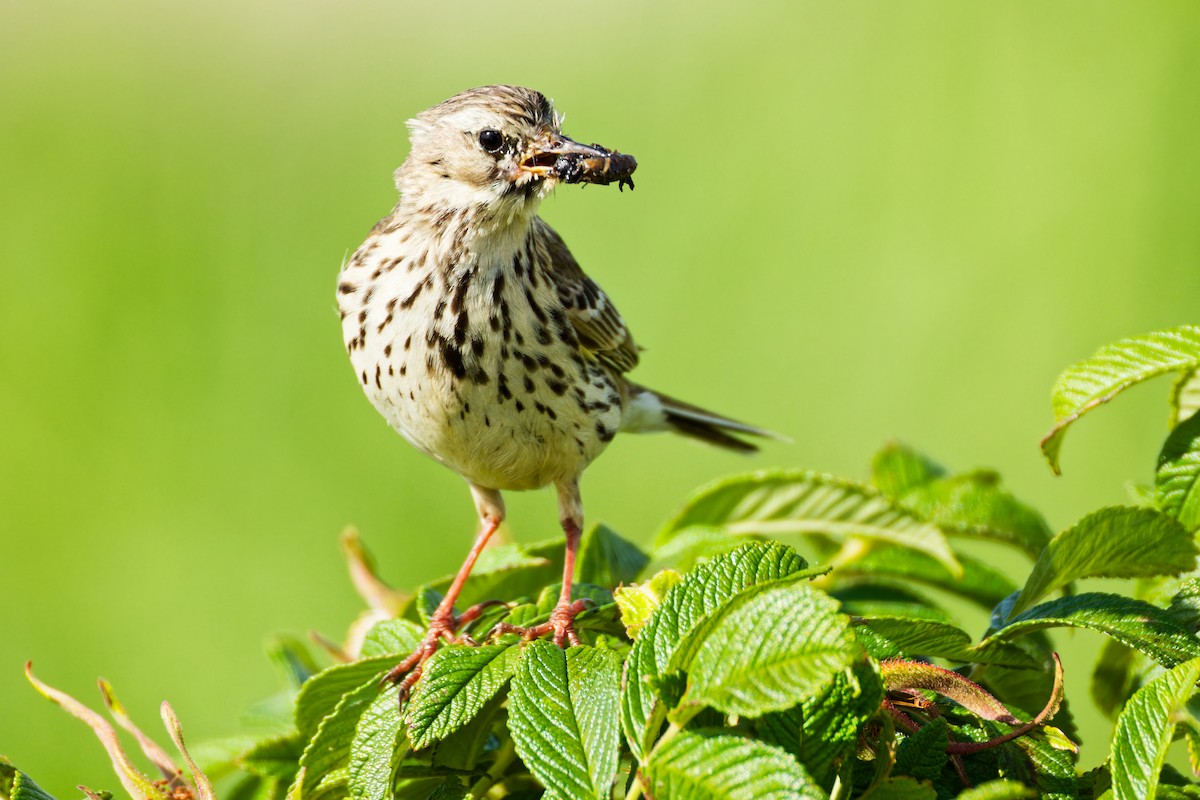 Meadow Pipit - ML620702656