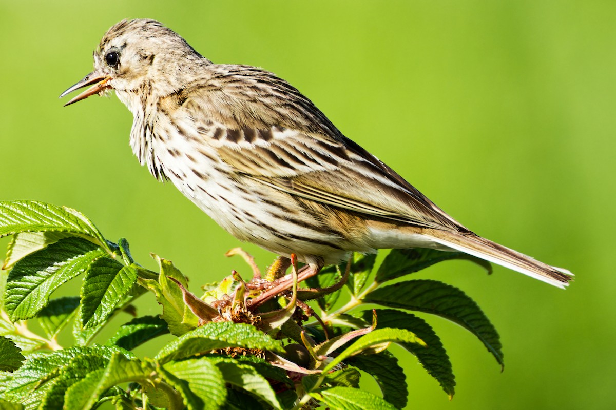 Meadow Pipit - ML620702657