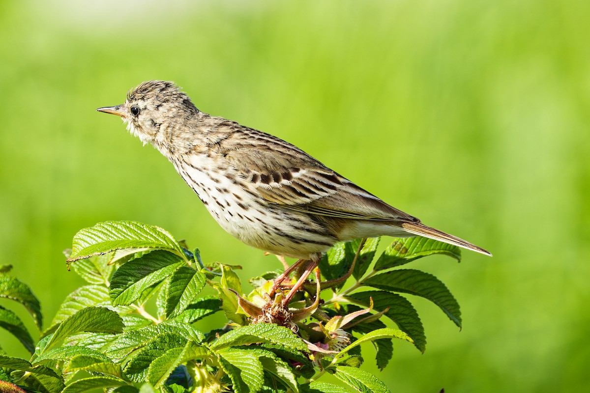 Meadow Pipit - ML620702660