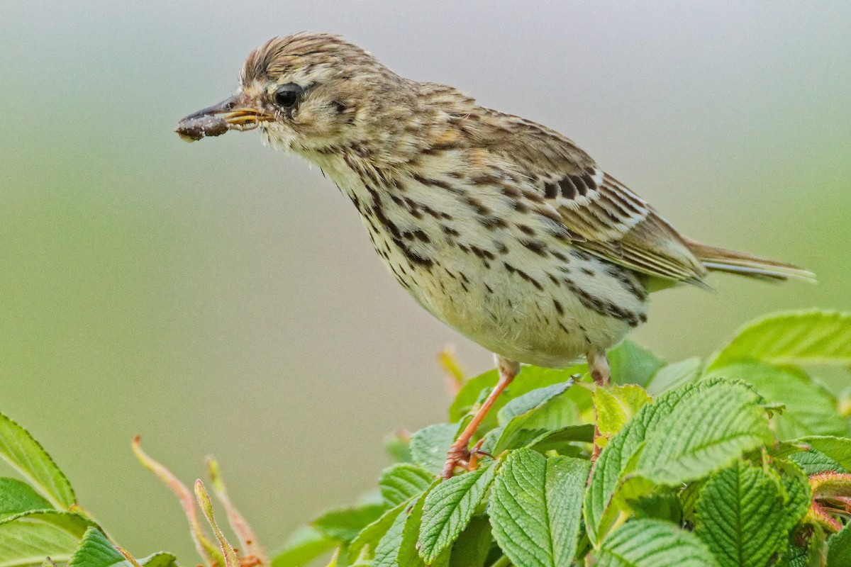 Meadow Pipit - ML620702661