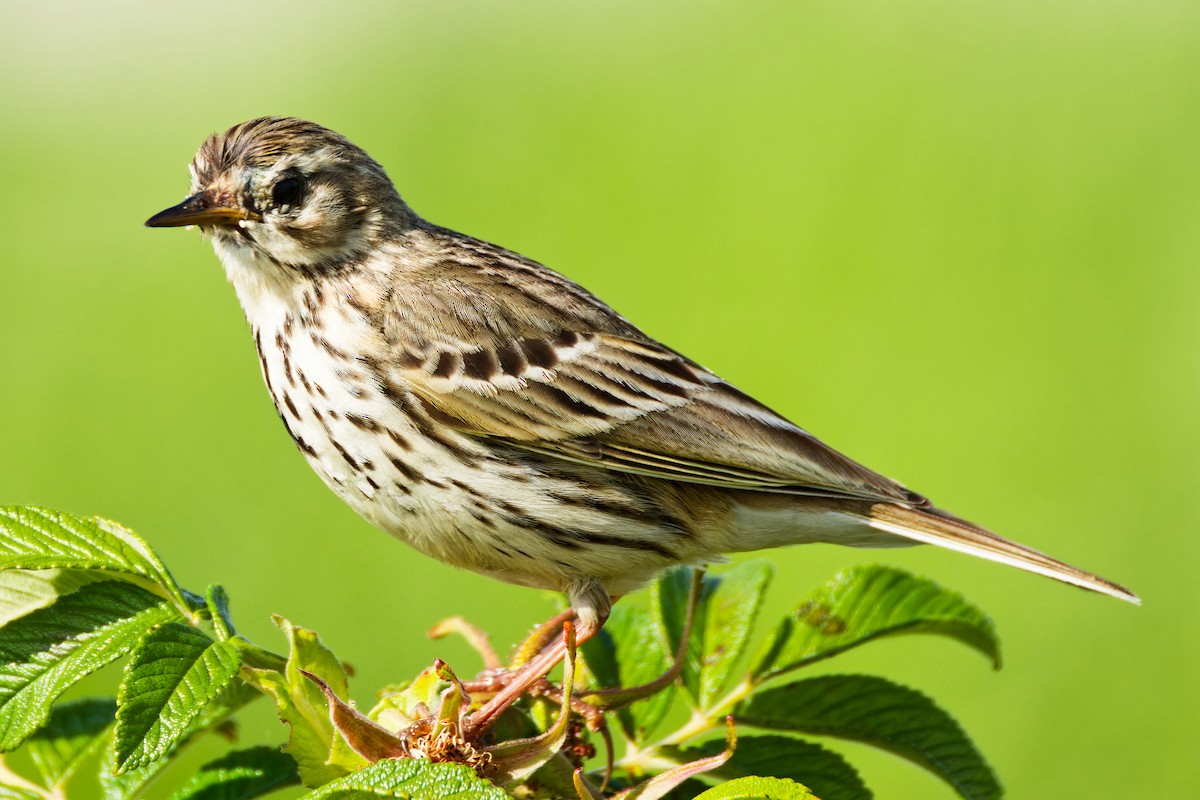 Meadow Pipit - ML620702662