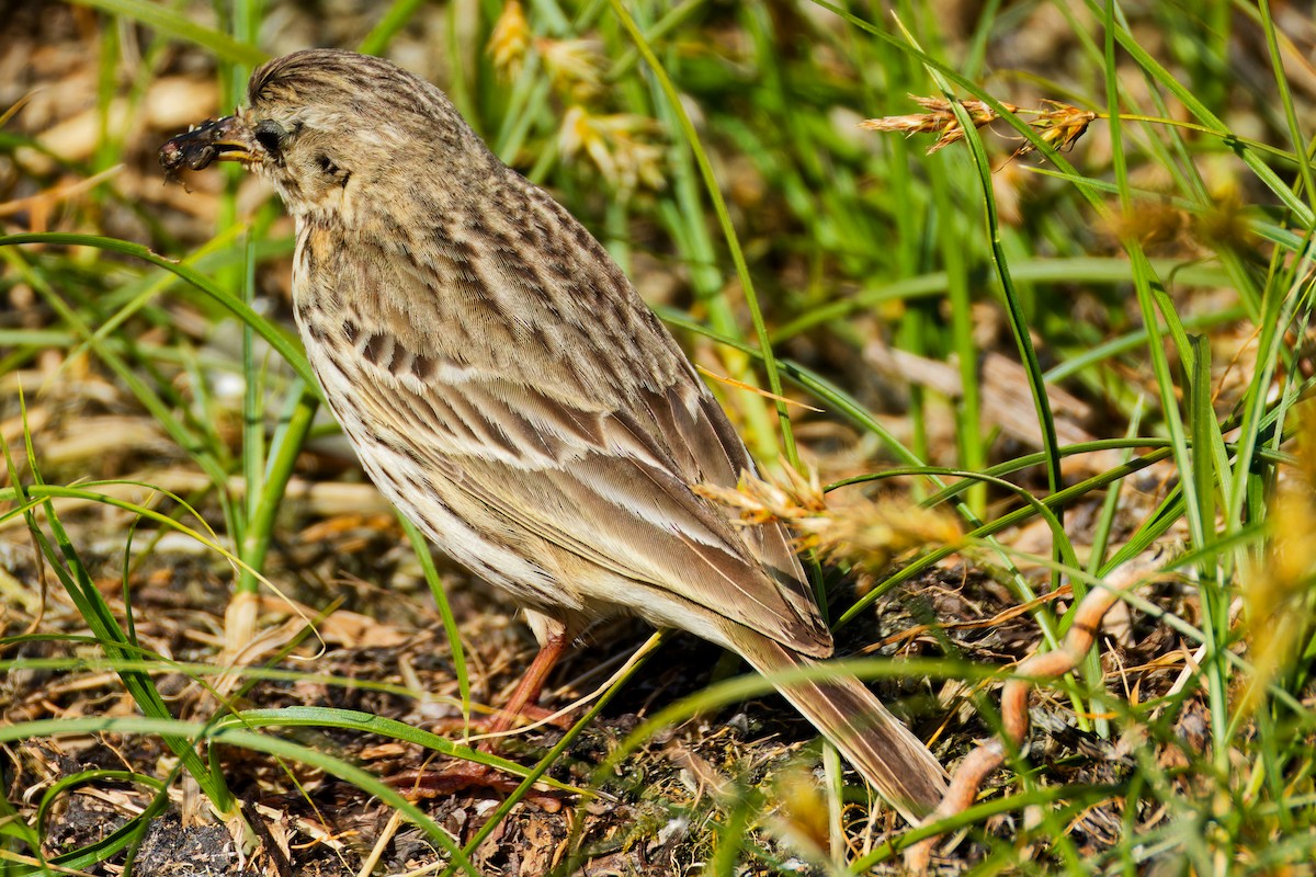 Meadow Pipit - ML620702668