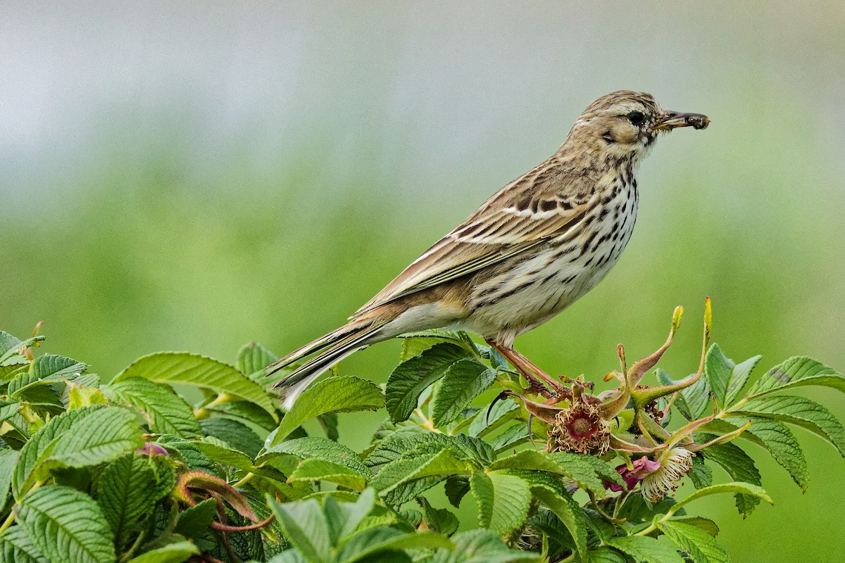 Meadow Pipit - ML620702669