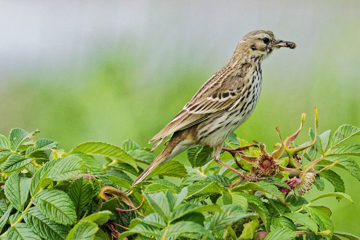 Meadow Pipit - ML620702670