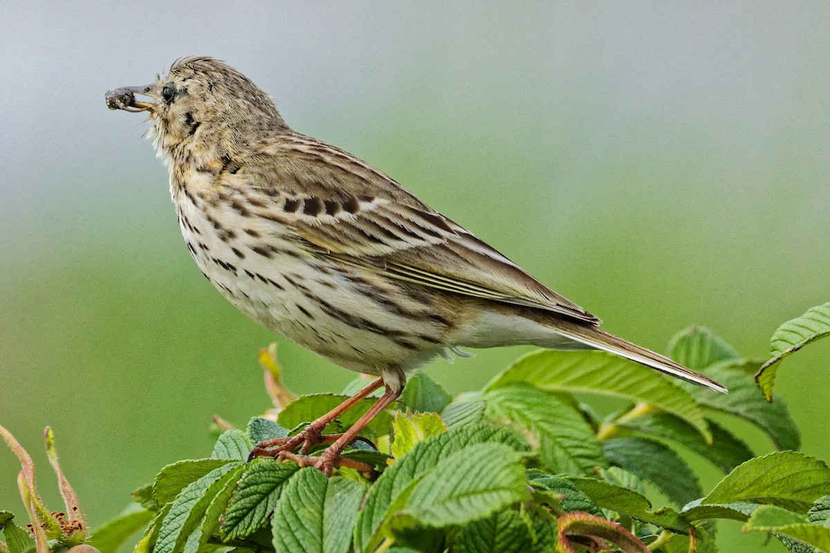 Meadow Pipit - ML620702671