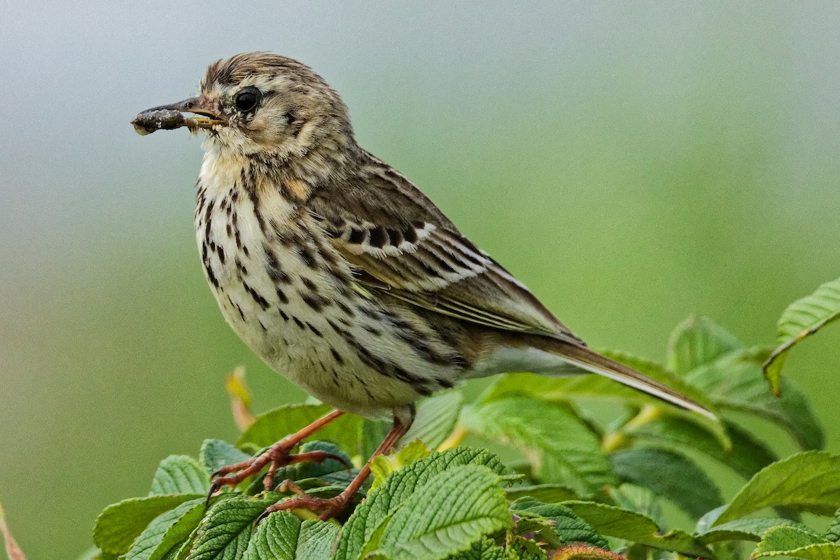 Meadow Pipit - ML620702672