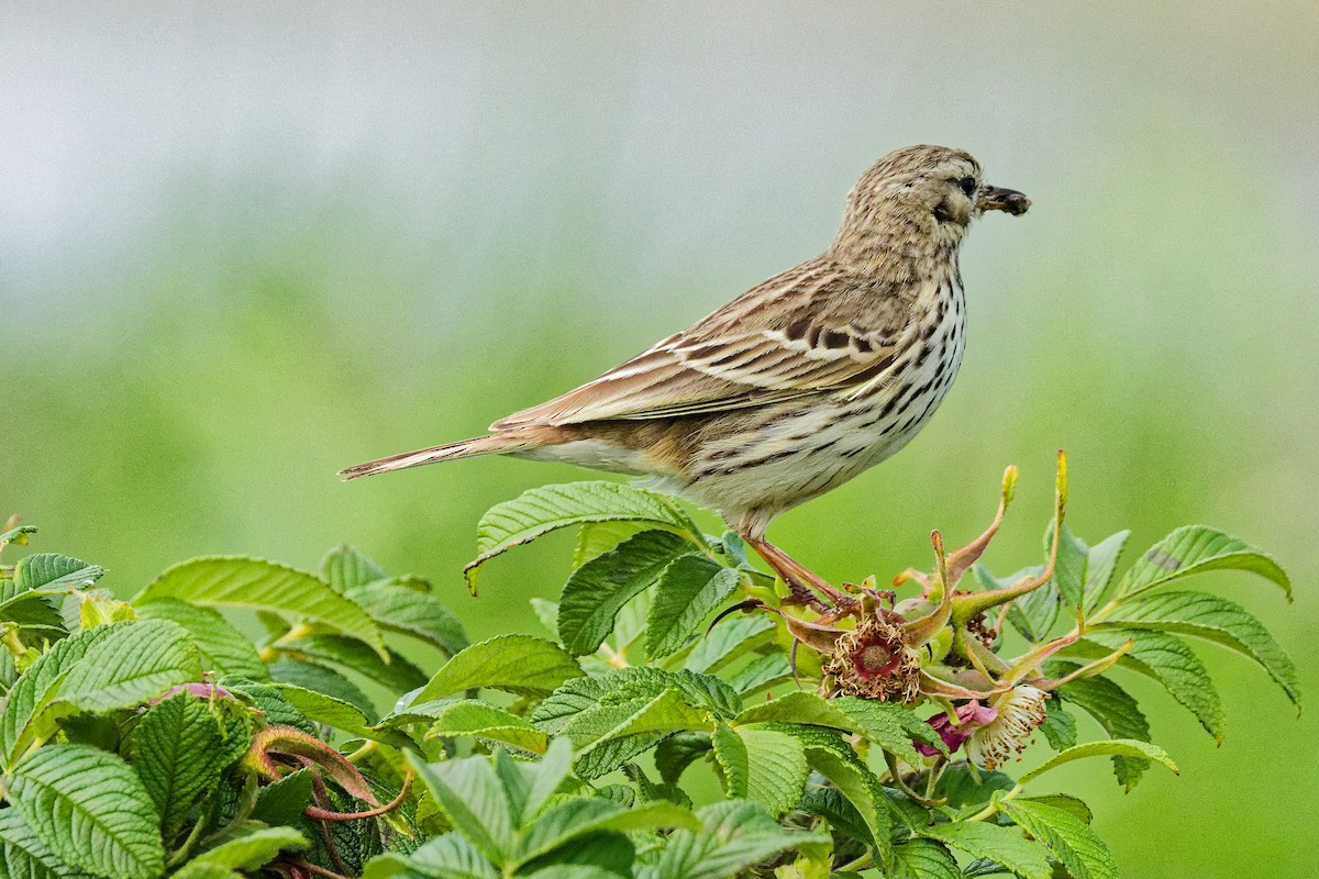 Meadow Pipit - ML620702673