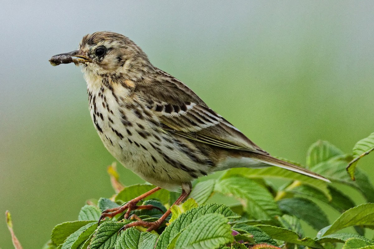 Meadow Pipit - ML620702674
