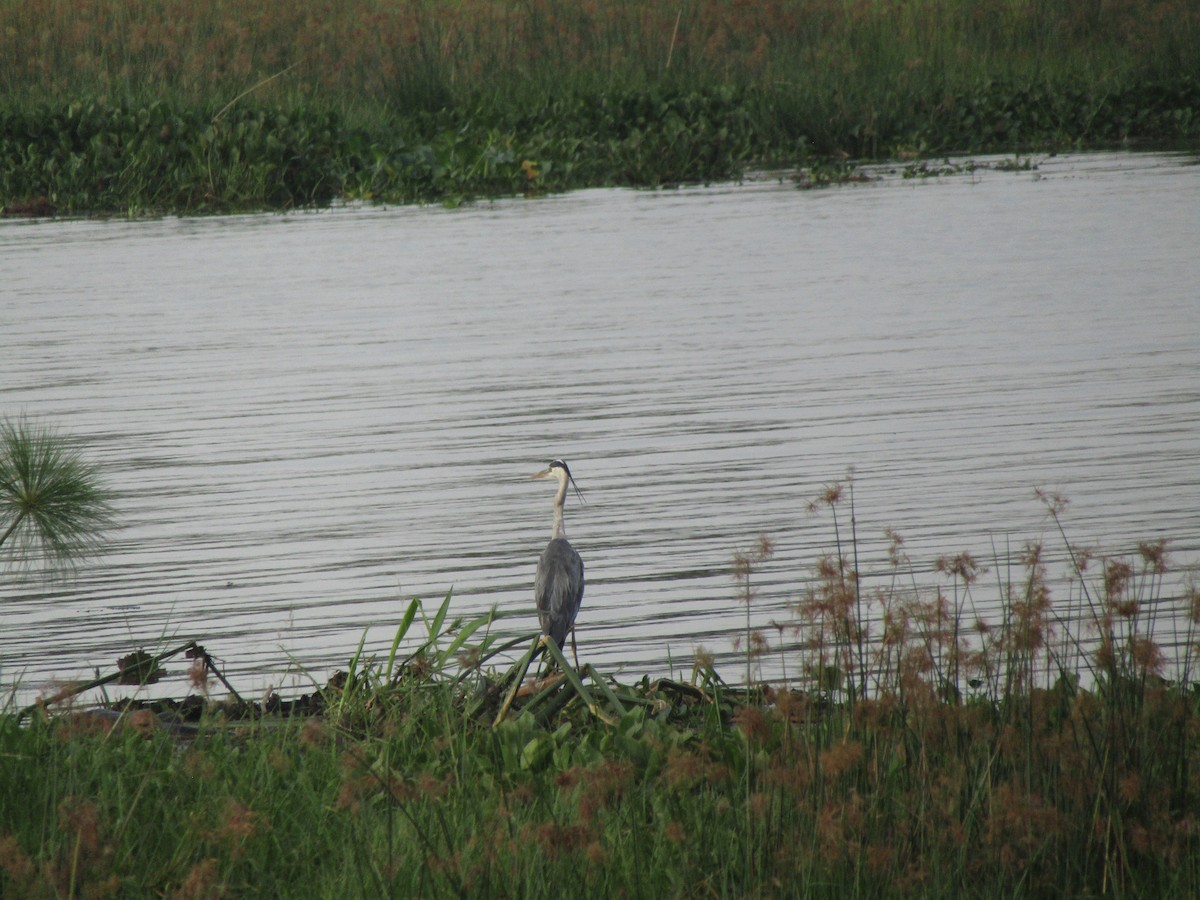 Gray Heron - ML620702685