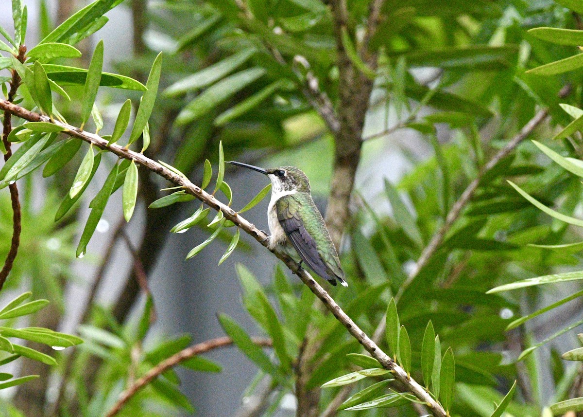 Ruby-throated Hummingbird - ML620702688