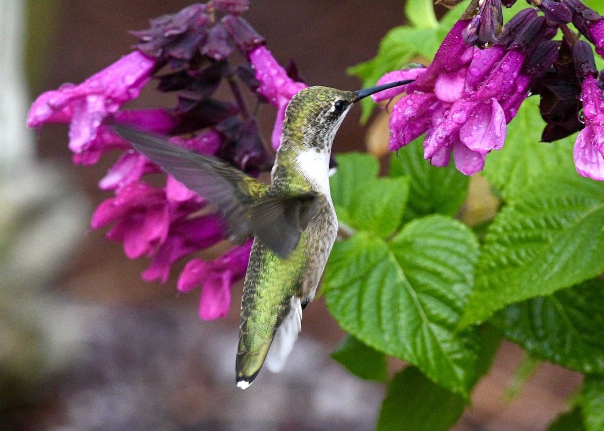 Ruby-throated Hummingbird - ML620702691