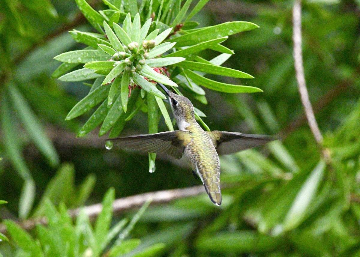 Colibri à gorge rubis - ML620702692