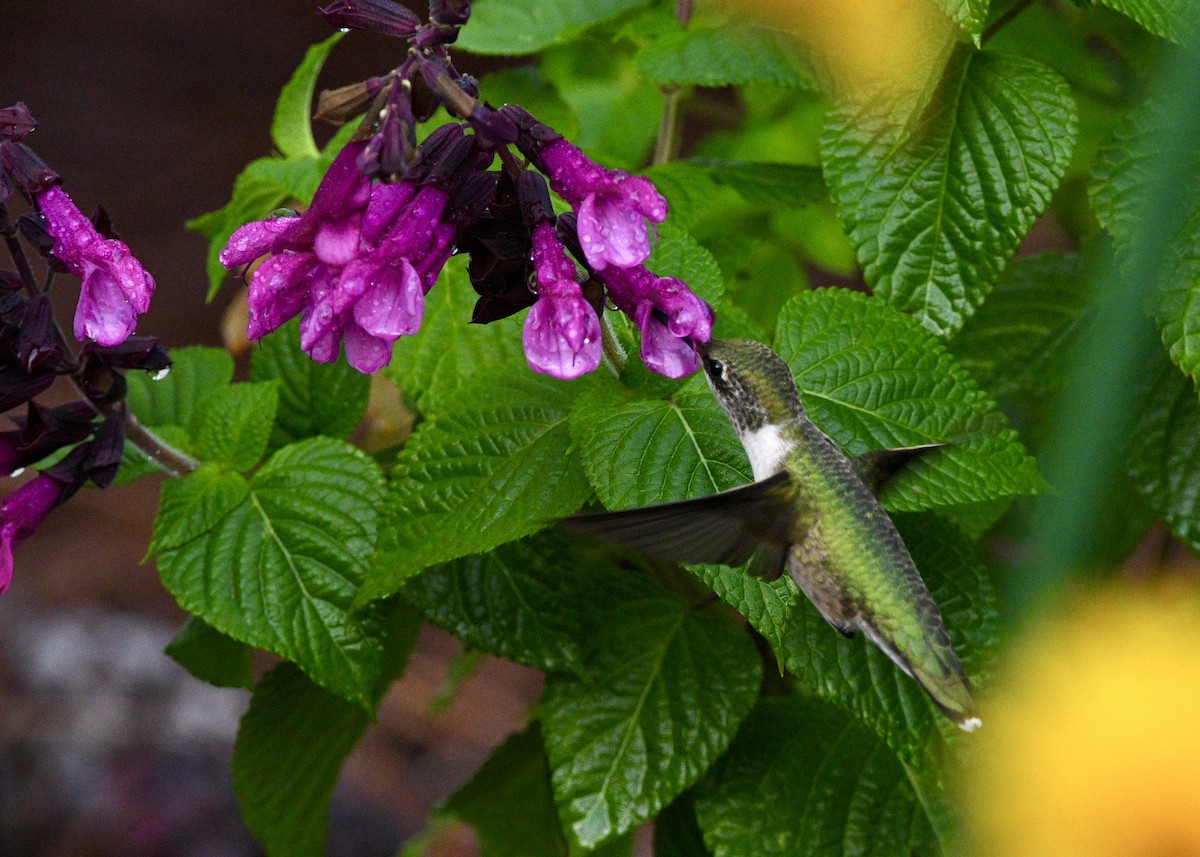 Colibri à gorge rubis - ML620702693