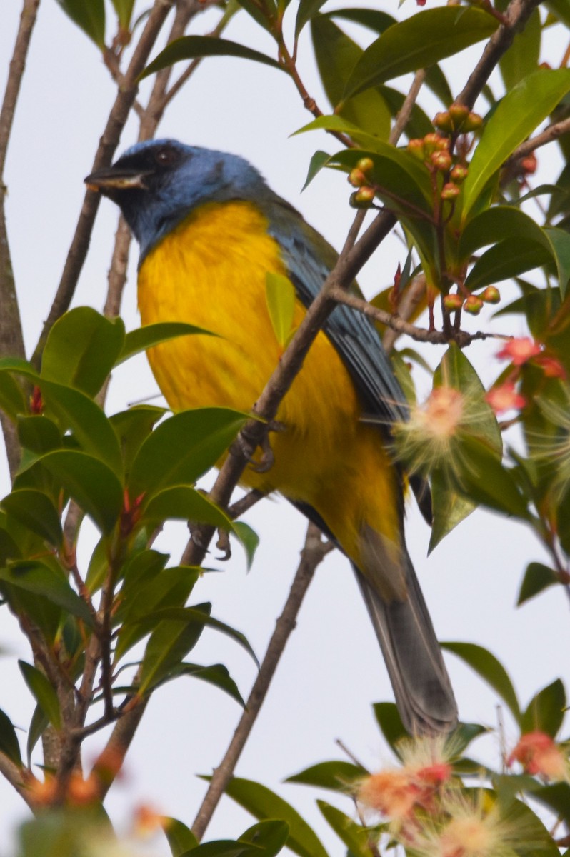 Blue-and-yellow Tanager - ML620702694