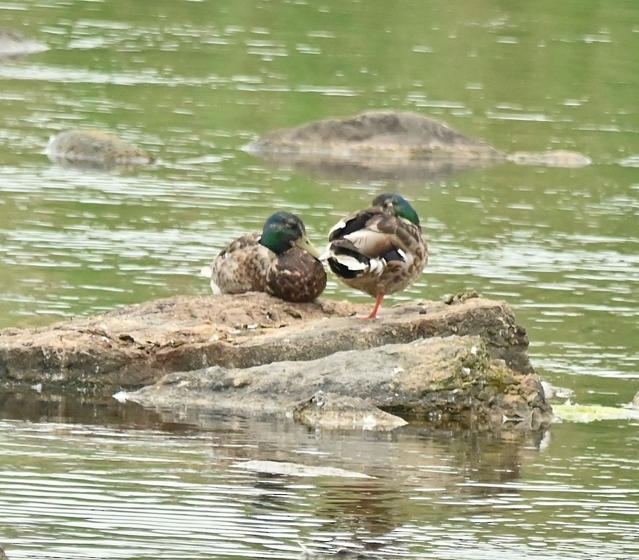 Canard colvert - ML620702696