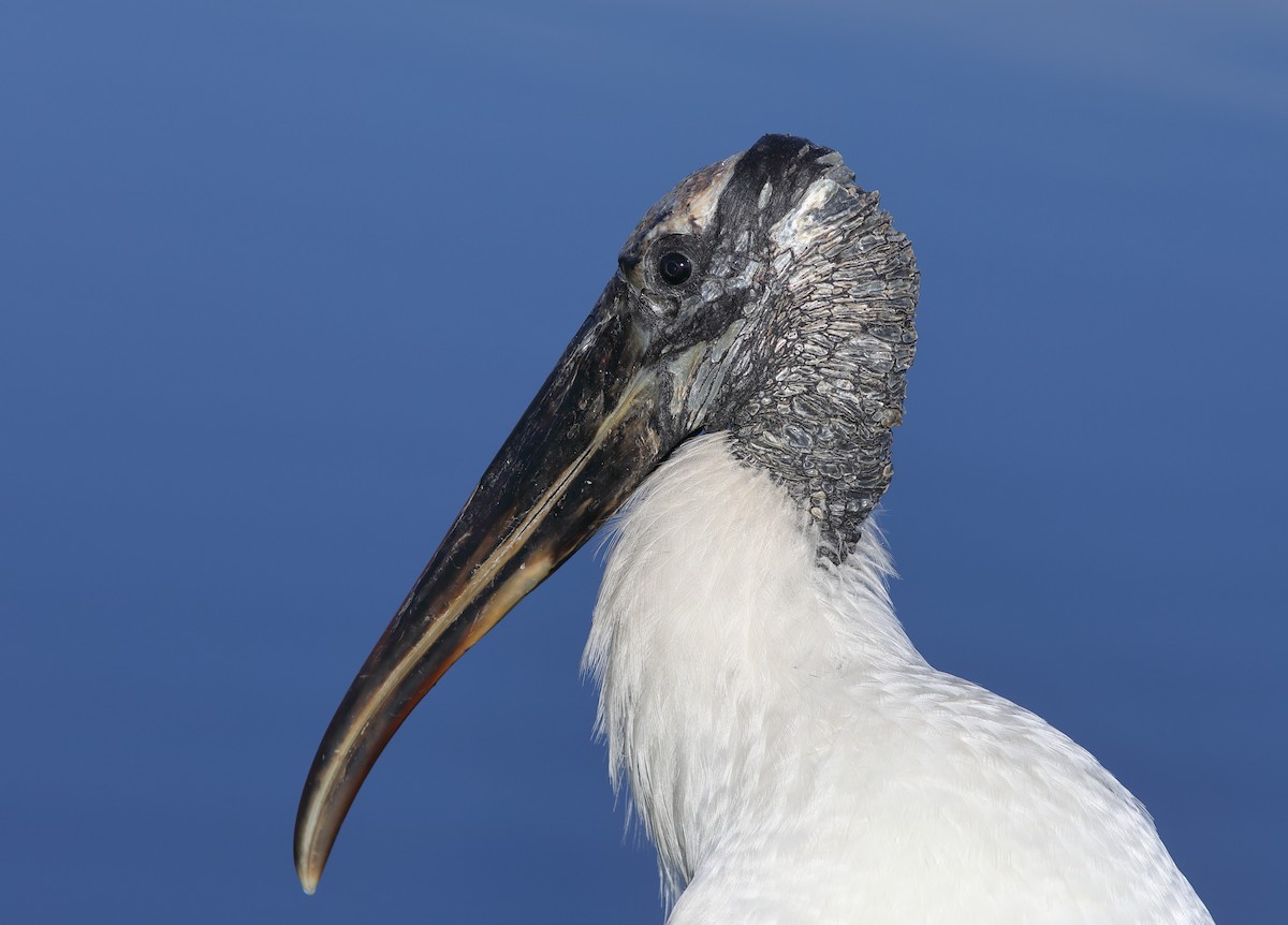 Wood Stork - ML620702699