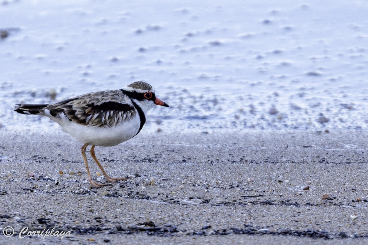 Black-fronted Dotterel - ML620702702