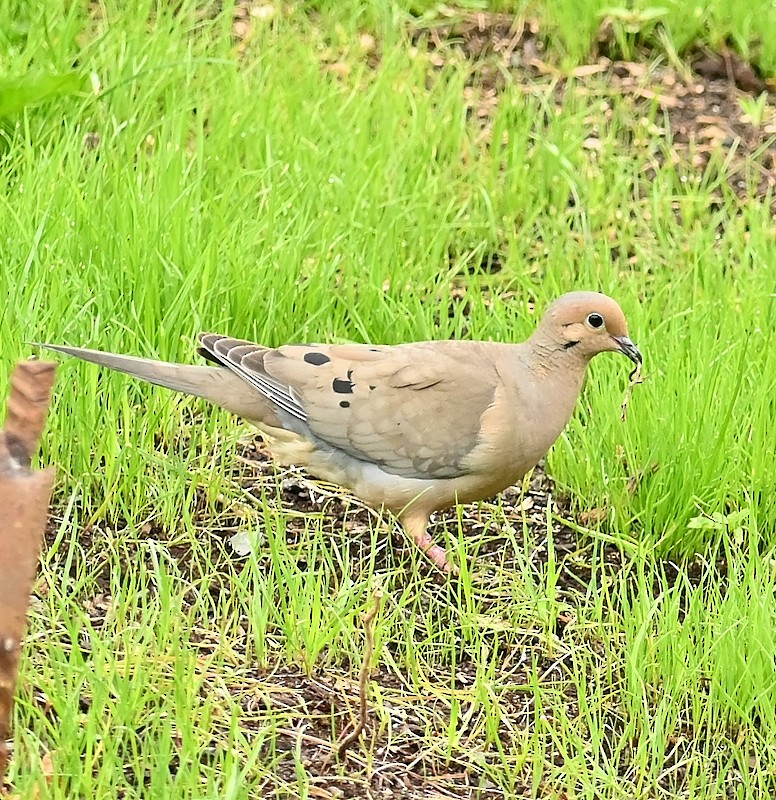 Mourning Dove - ML620702703