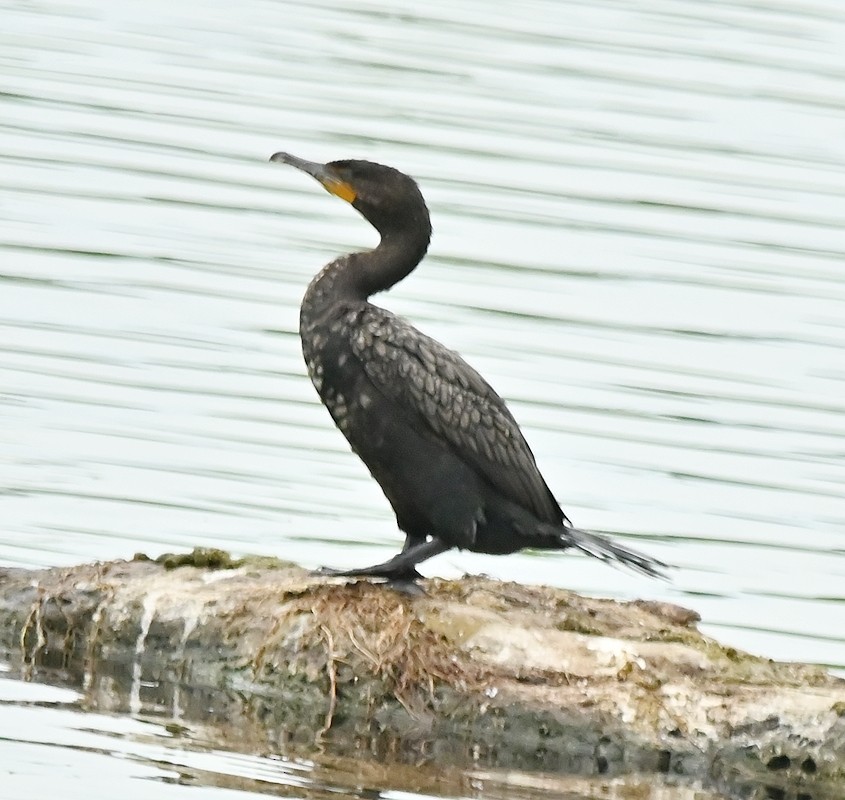 Cormoran à aigrettes - ML620702704