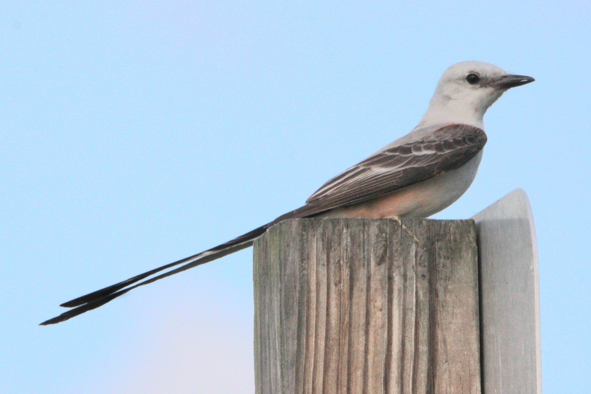 Scissor-tailed Flycatcher - ML620702705