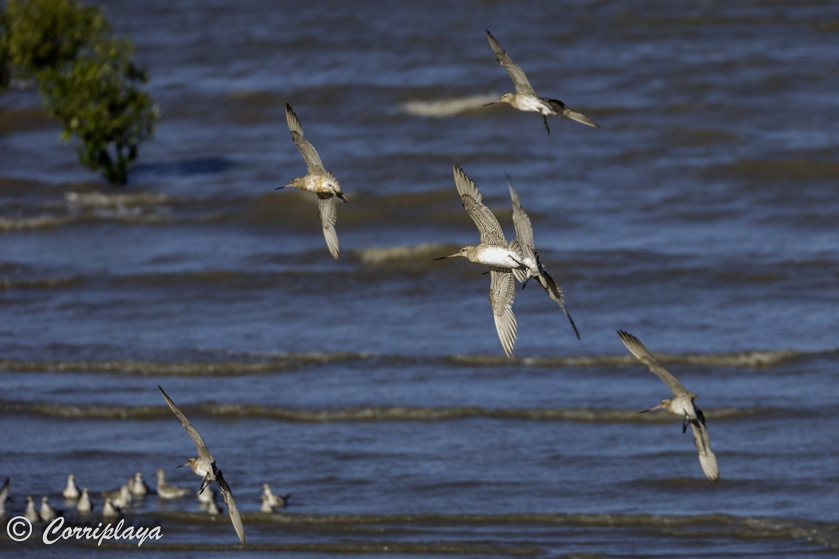 Bar-tailed Godwit - ML620702706