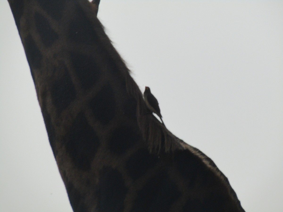 Yellow-billed Oxpecker - ML620702707