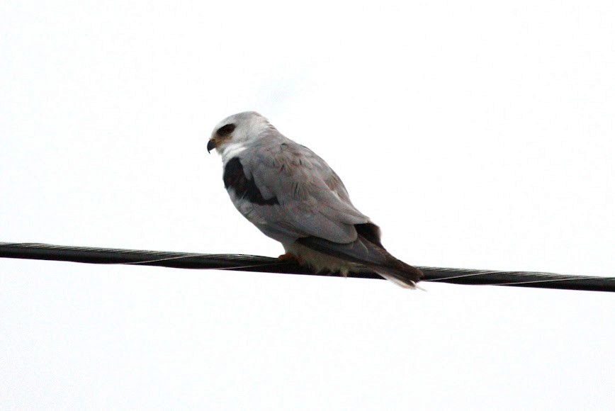 White-tailed Kite - ML620702711