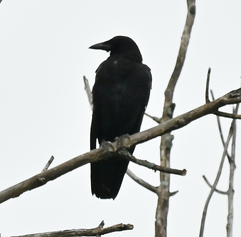 American Crow - ML620702716