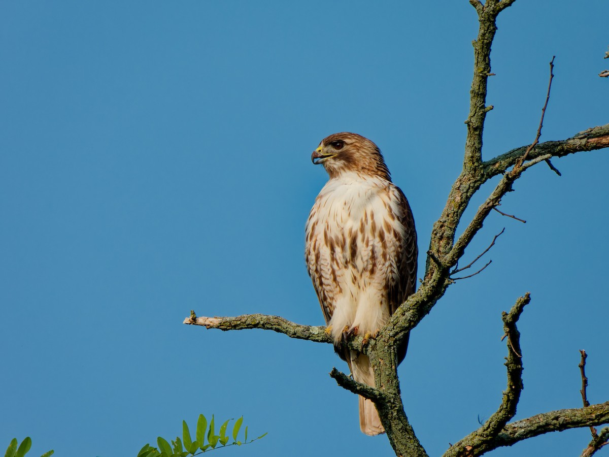 Red-tailed Hawk - ML620702717