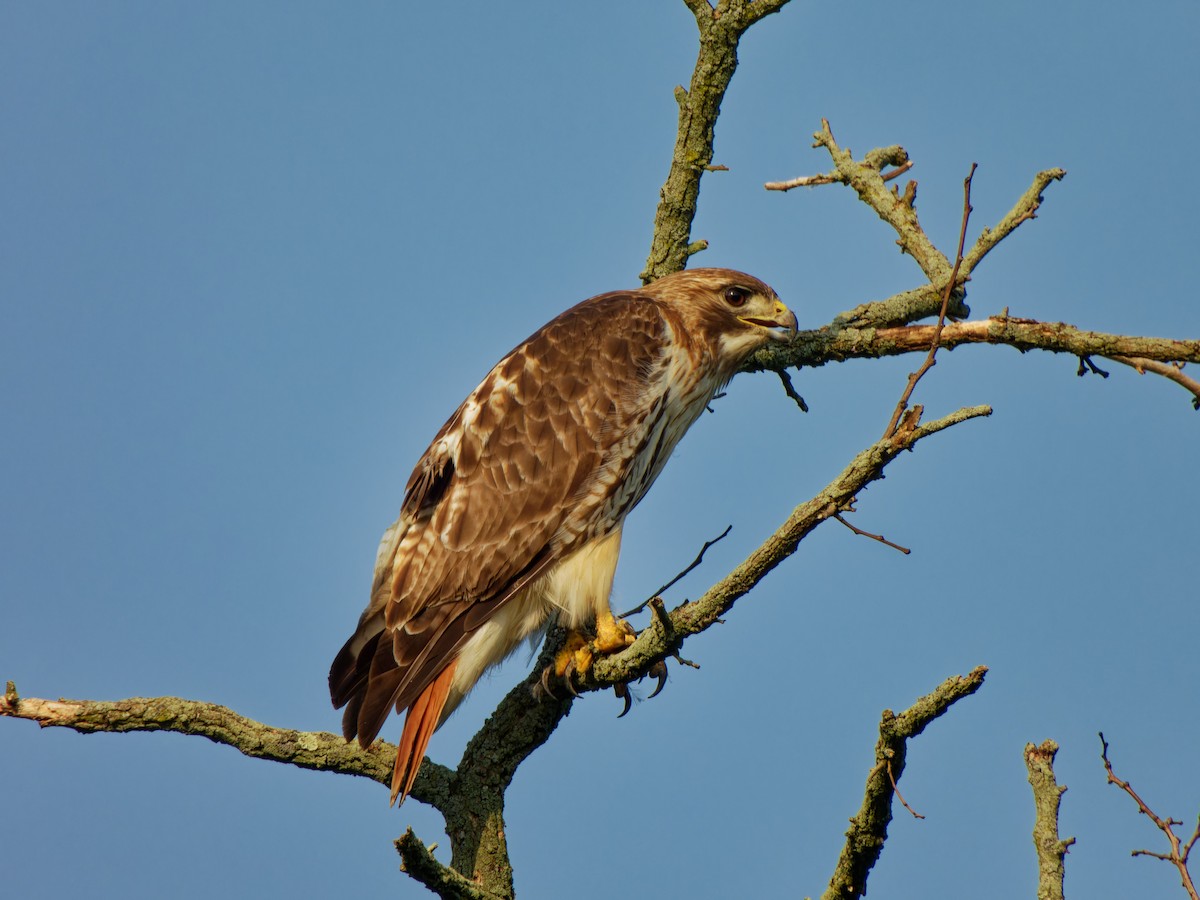 Red-tailed Hawk - ML620702722