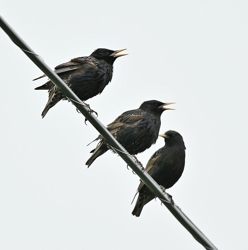 European Starling - ML620702723