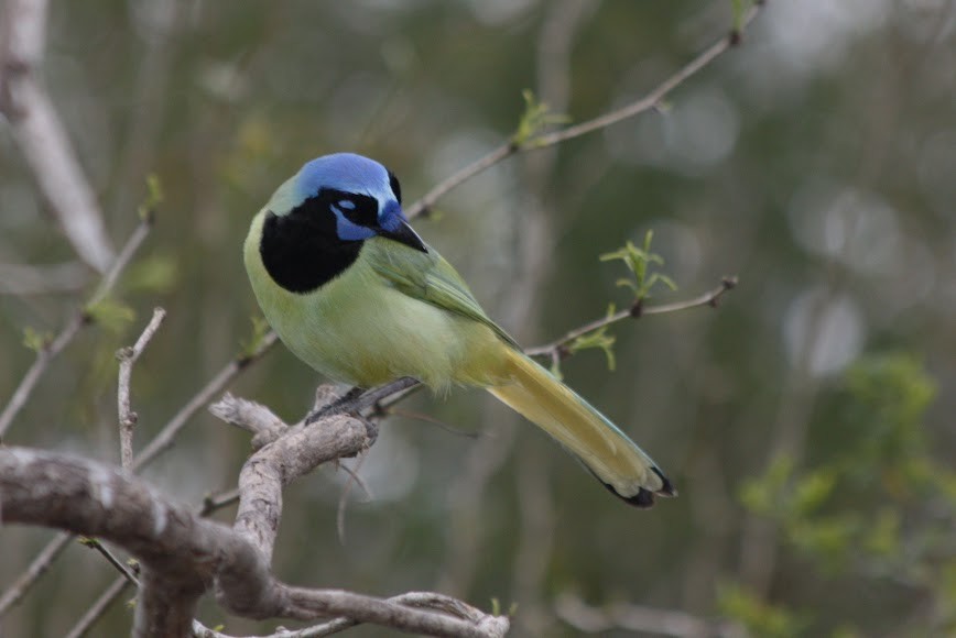 Green Jay - ML620702727