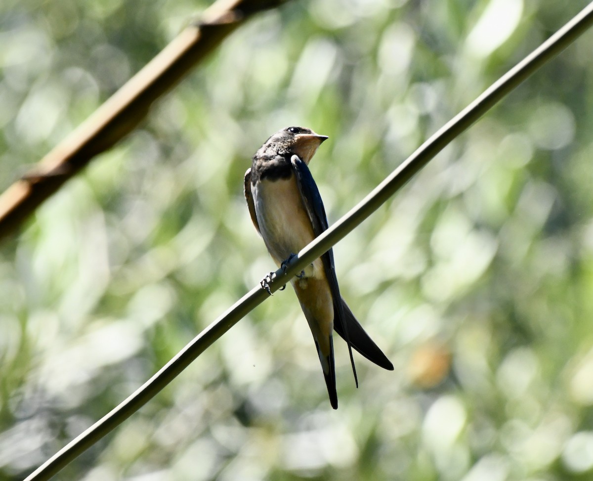 Barn Swallow - ML620702728