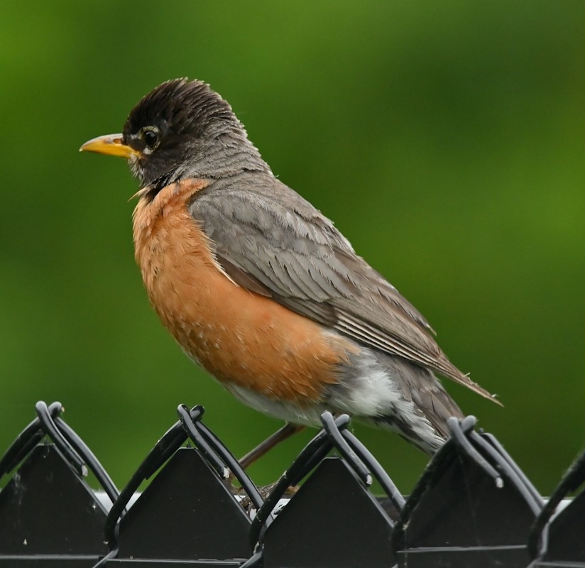 American Robin - ML620702729