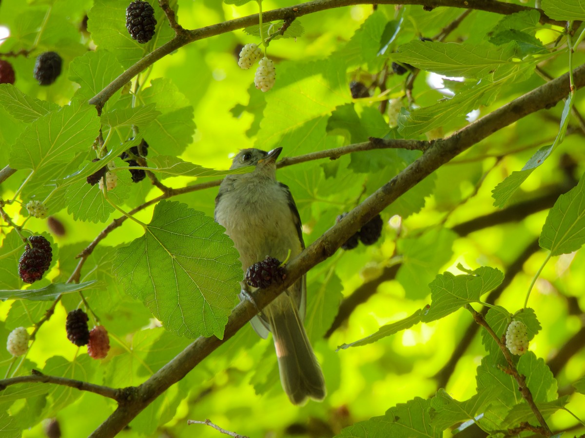 Tufted Titmouse - ML620702738