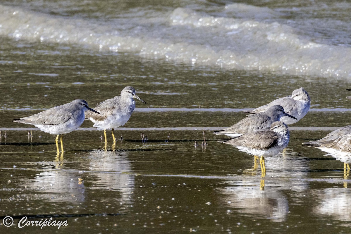 Gray-tailed Tattler - ML620702740