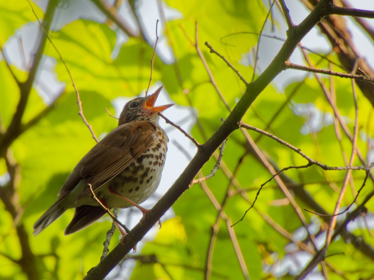 Wood Thrush - ML620702741