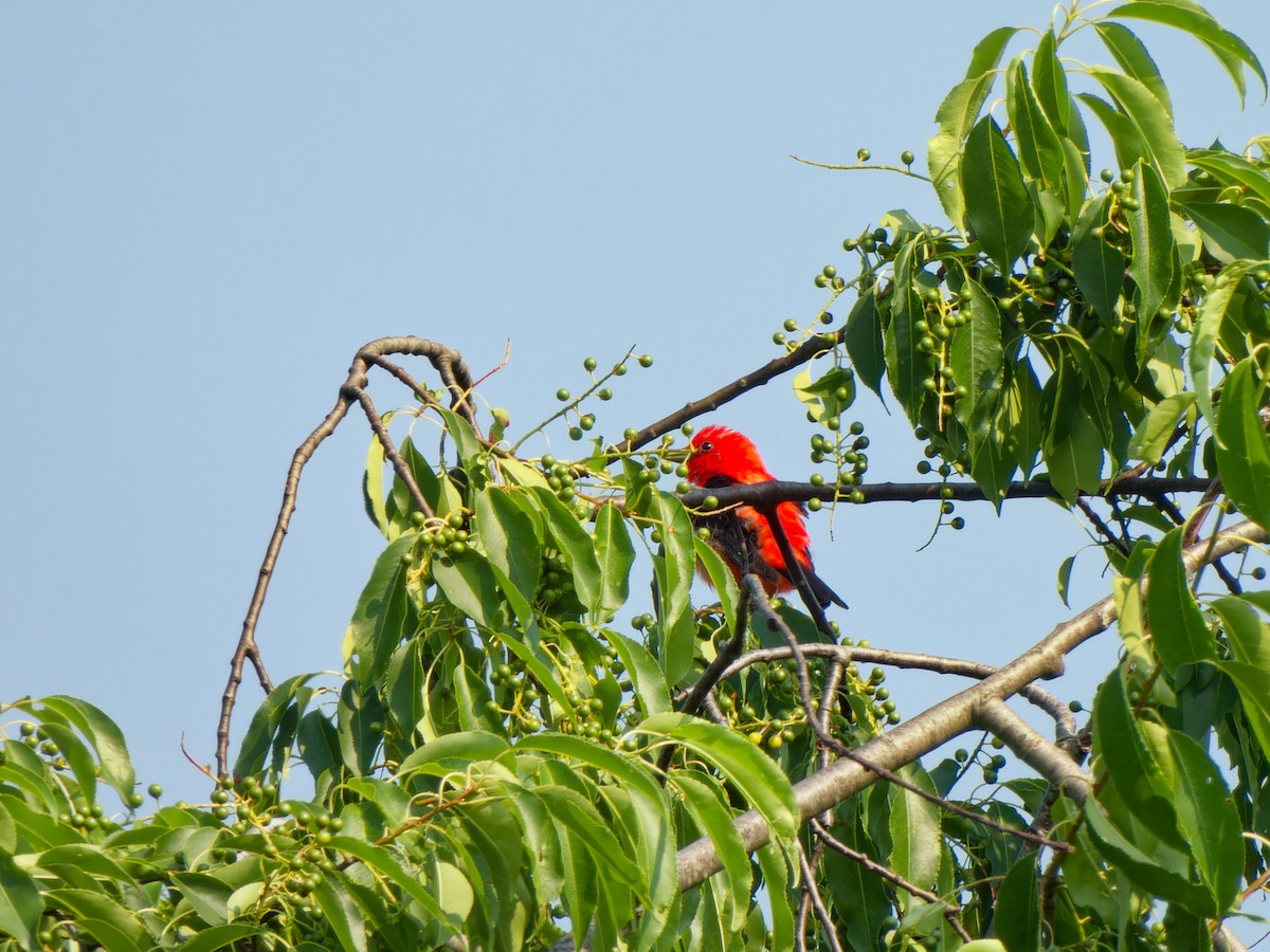 Scarlet Tanager - ML620702747