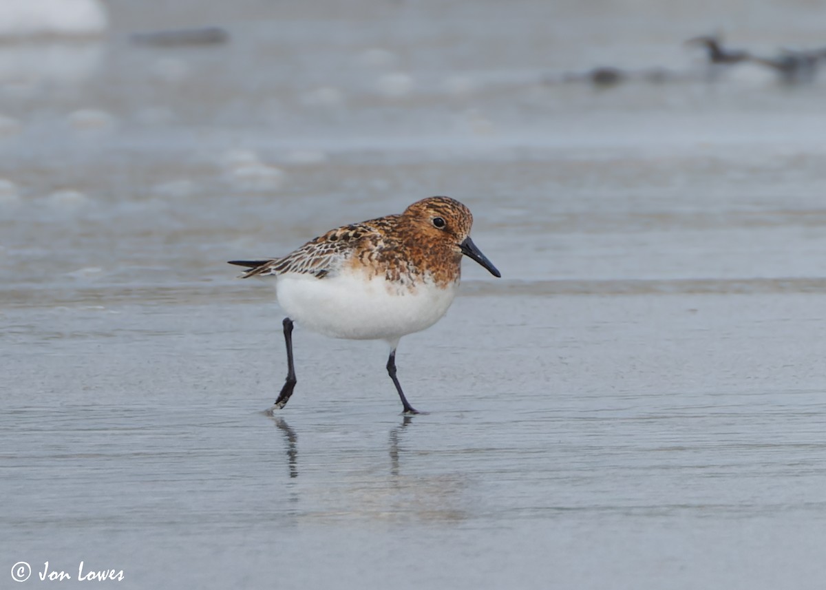 Bécasseau sanderling - ML620702750