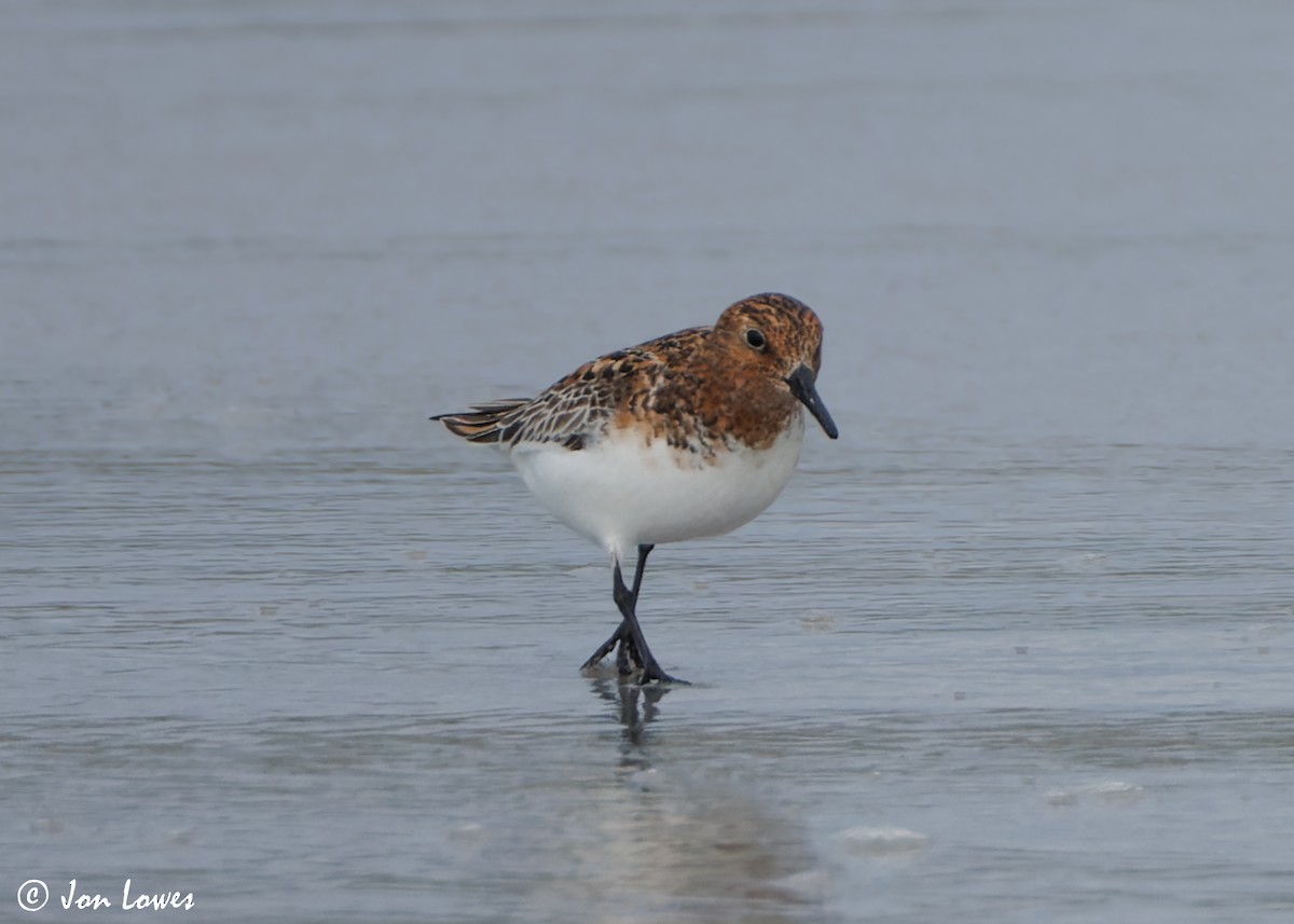 Bécasseau sanderling - ML620702751