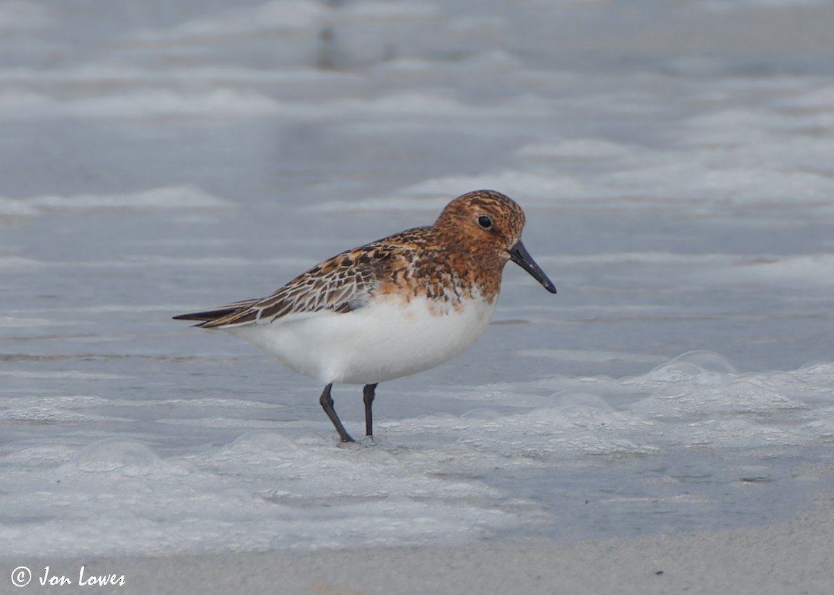 Bécasseau sanderling - ML620702752