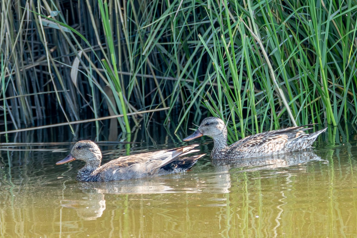 Gadwall - ML620702754