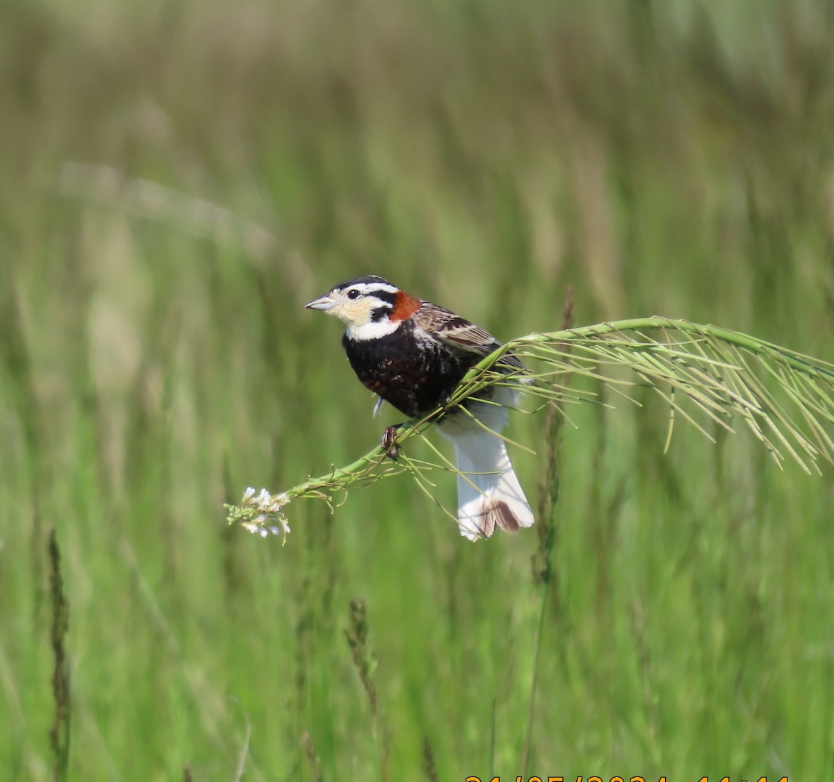 Chestnut-collared Longspur - ML620702756