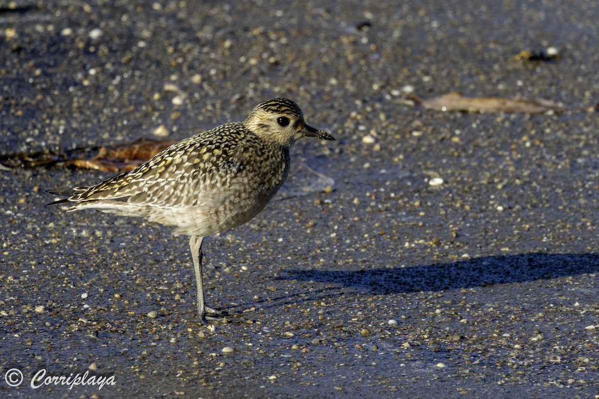 Pacific Golden-Plover - ML620702761