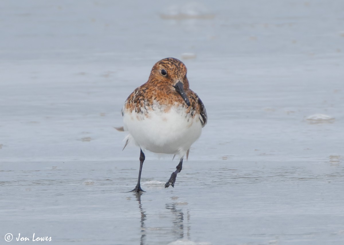 Bécasseau sanderling - ML620702763