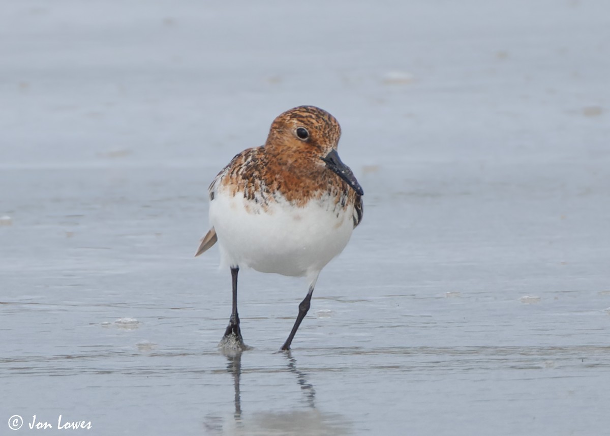 Bécasseau sanderling - ML620702767